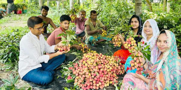 হাজরাপুরের লিচুর বাণিজ্যিক সম্ভাবনা
